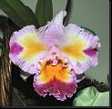 Sophrolealiocattleya rosa amarilla pelorica * Rodrigo Remolina 
 * Rodrigo Remolina 
